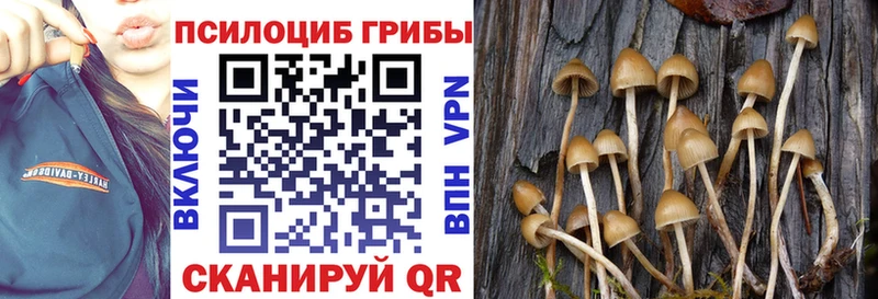 Галлюциногенные грибы Cubensis  Электрогорск 
